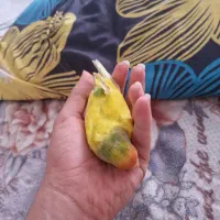 طوطی برزیلی رنگ زرد صورت هلویی