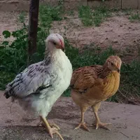 جوجه مرغ،خروس