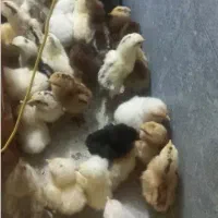 مرغ و خروس