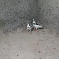 فروش کفتر