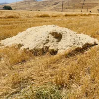 کاه گندم دیم