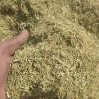 خارشتری سبز درجه یک زیر قیمت