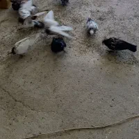فروش کبوترجوجه وسالم