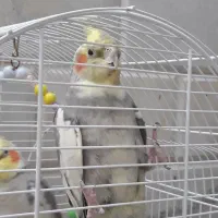 پرنده نر، دستی، آواز خوان و سخنگو