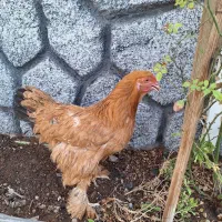 مرغ تخم گذار برهما