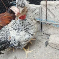 مرغ گلین