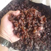 فروش کشمش کاشمر