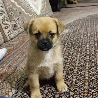 واگذاری توله پاگ
