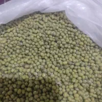 فروش عمده ماش بذری