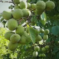گردو سبز درجه 1