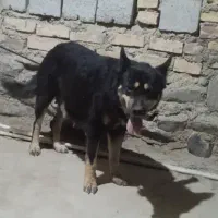 سگ حیوان