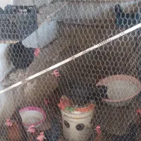 مرغ بزرگ تخمگذار فروشی دانه ۹۷۵ شهرستان مهران