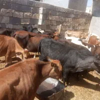 گوساله