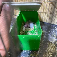 مرغ عشق با جوجه وتخم معاوظه با سهره یا قناری کفتر