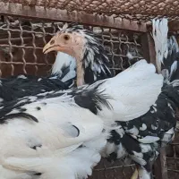 جوجه محلی گلین