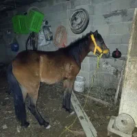 اسب
