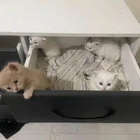 توله پرشین بریتیش و گلدن شید