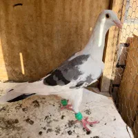 کبوتر المانی پرشی سهره قناری