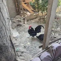 مرغ و خروس  رزکامپ
