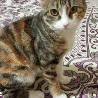 گربه|گربه|مشهد, نظام دوست|دیوار