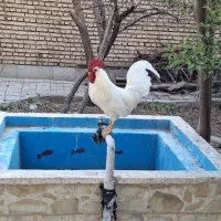 خروس|پرنده|اصفهان, جاوان|دیوار