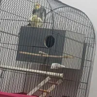 جفت عروس هلندی مولد