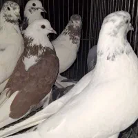 کبوتر کله دم سبز و تهرونی