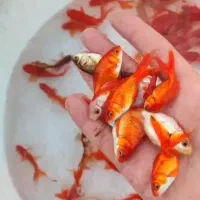 عمده فروشی ماهی قرمز (عید)