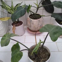 گل با گلدان 200