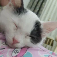 بچه گربه