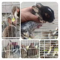 بچه خرگوش 30  تا 45 روزه