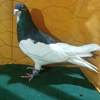 چپ سیاه شیرازی قواره درشت و شقه