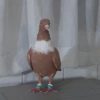 لیموی دمسفید پشت هفرنگ لکه دار سینه سیا کلاغ