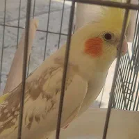 عروس هلندی