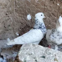 سه جفت کبوتر طوقی الماسی هفت رنگ سرونج
