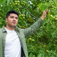 خرید نهال گردو با فرصت محدود