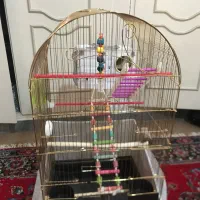 قفس ۱۰۳۲