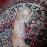 بچه گربه دوماهه