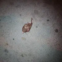 کبوتر سغدم سفید