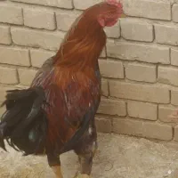 خروس لاری