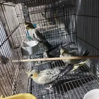 عروس هلندی حراج|حراج|رباط‌کریم, |دیوار