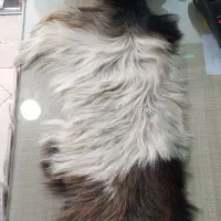 پوست بز اصلی