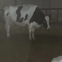 گاوهلشتانگ