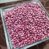 لوبیا درجه یک خوشپخت محصول امسال