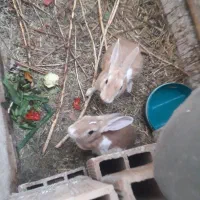 فروش خرگوش