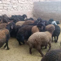 بره نر|حیوانات مزرعه|بزینه رود, |دیوار