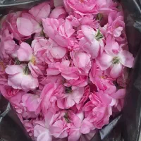 گل محمدی|گل و گیاه طبیعی|گرمخان, |دیوار