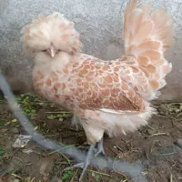 مرغ خروس