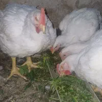 مرغ گوشتی اورگانیک