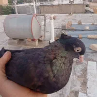 کبوتر ذاغ
